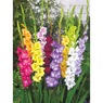 Gladiolus Mix, , large