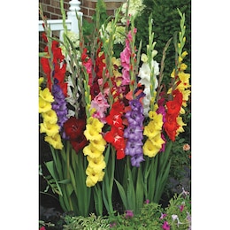 Gladiolus Mix, , large