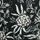 Black Floral