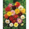 Dwarf Dahlia Flower Mat, , large